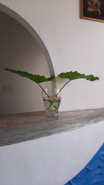 Akurala Beach Boutique Resort المظهر الخارجي الصورة